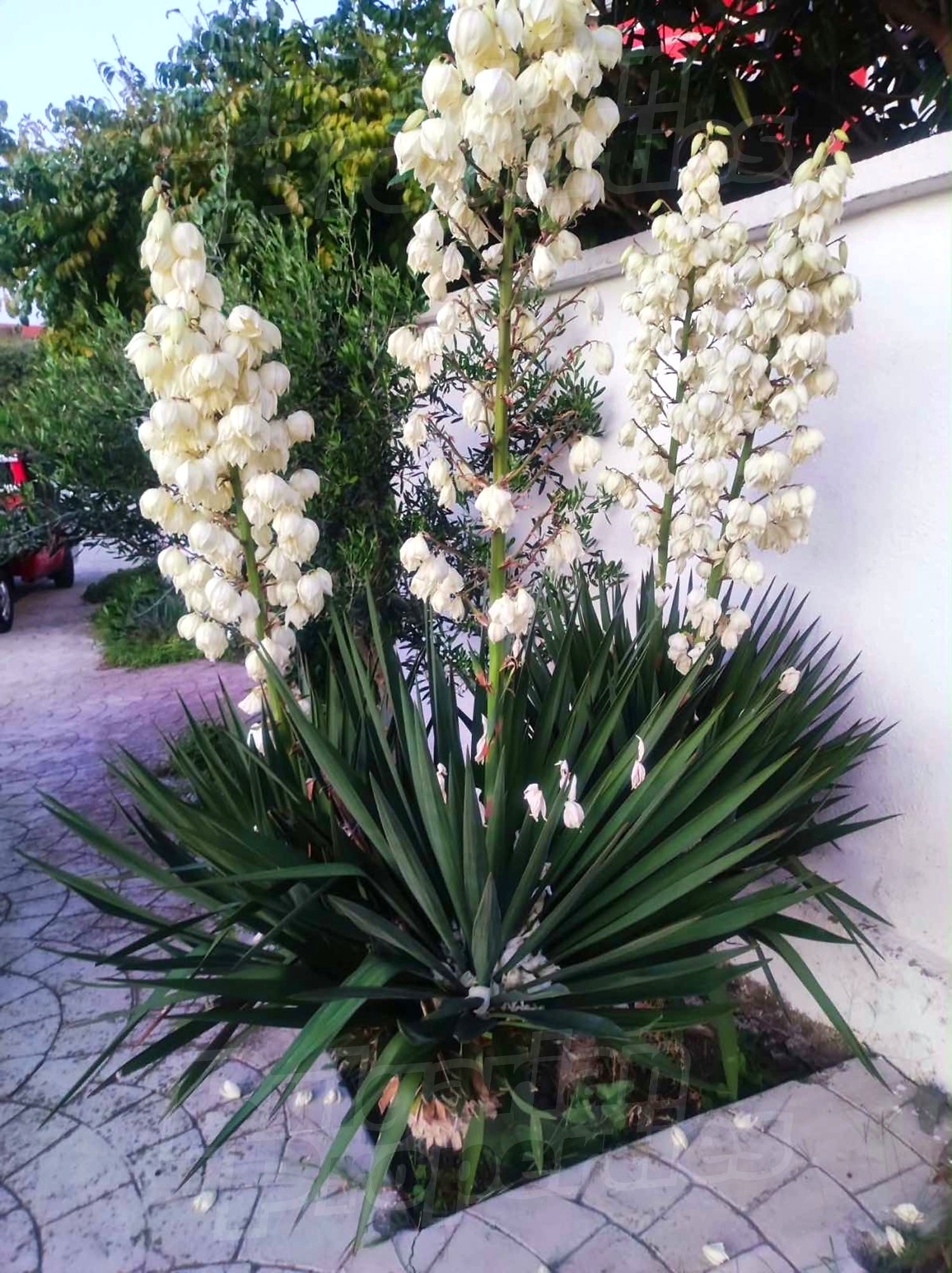 outside, garden