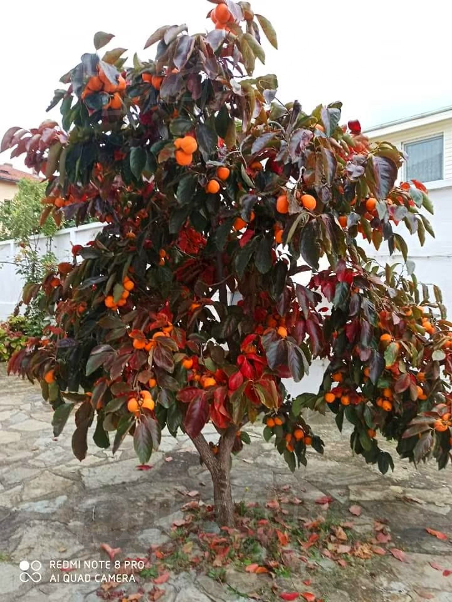 garden, outside