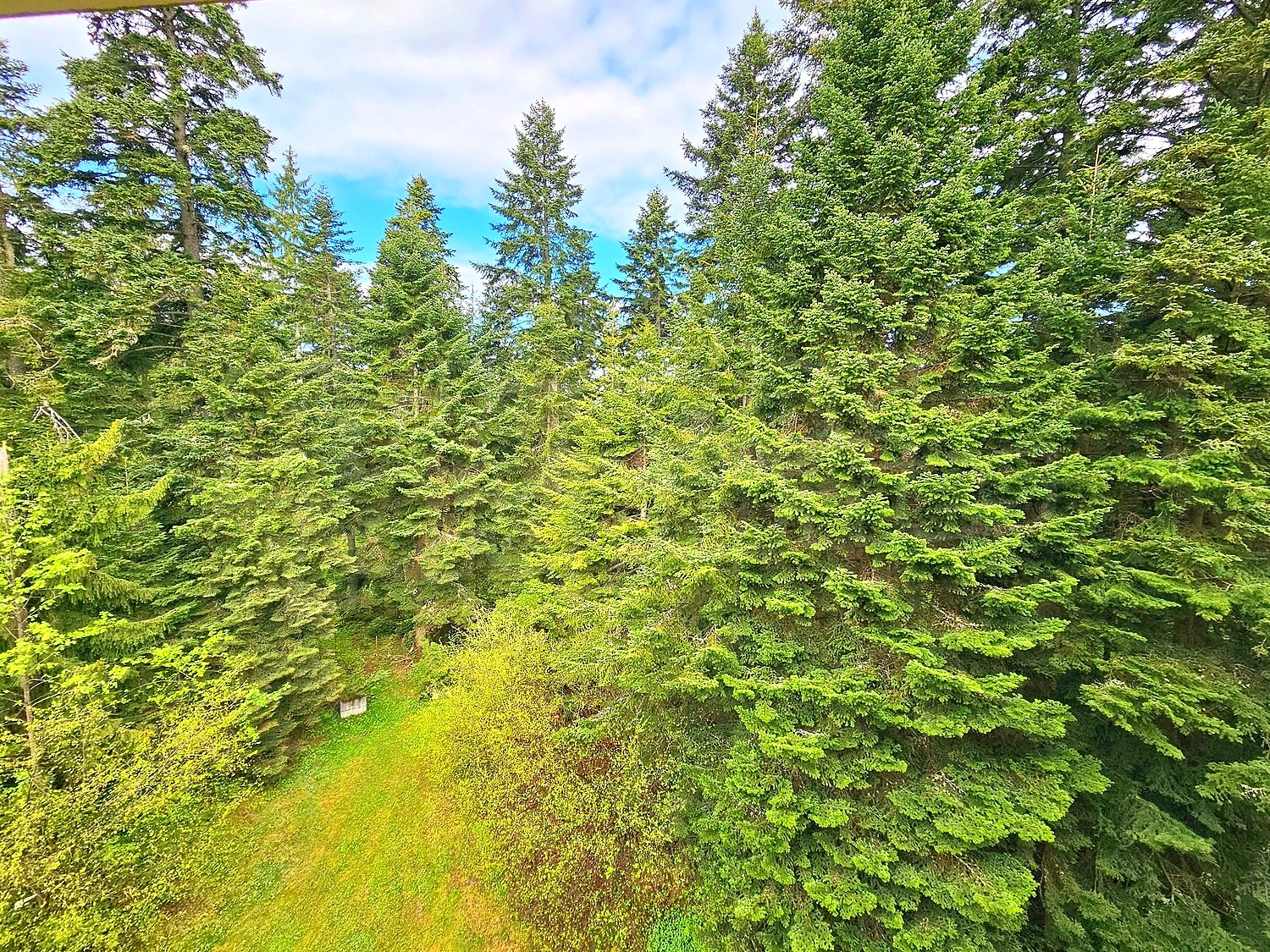 outside, green area