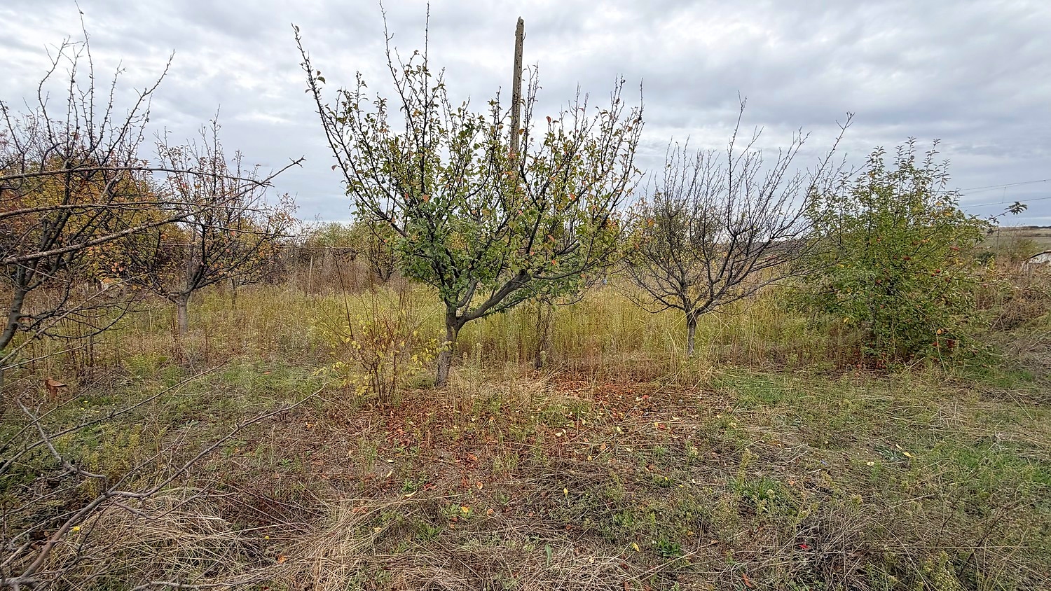 outside, garden, green area