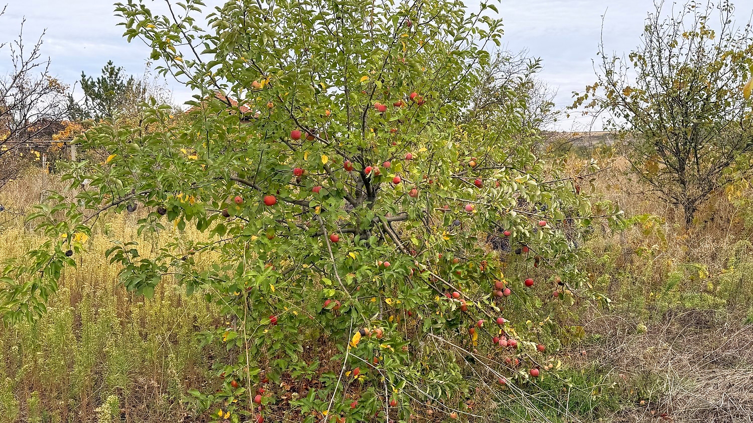 outside, garden