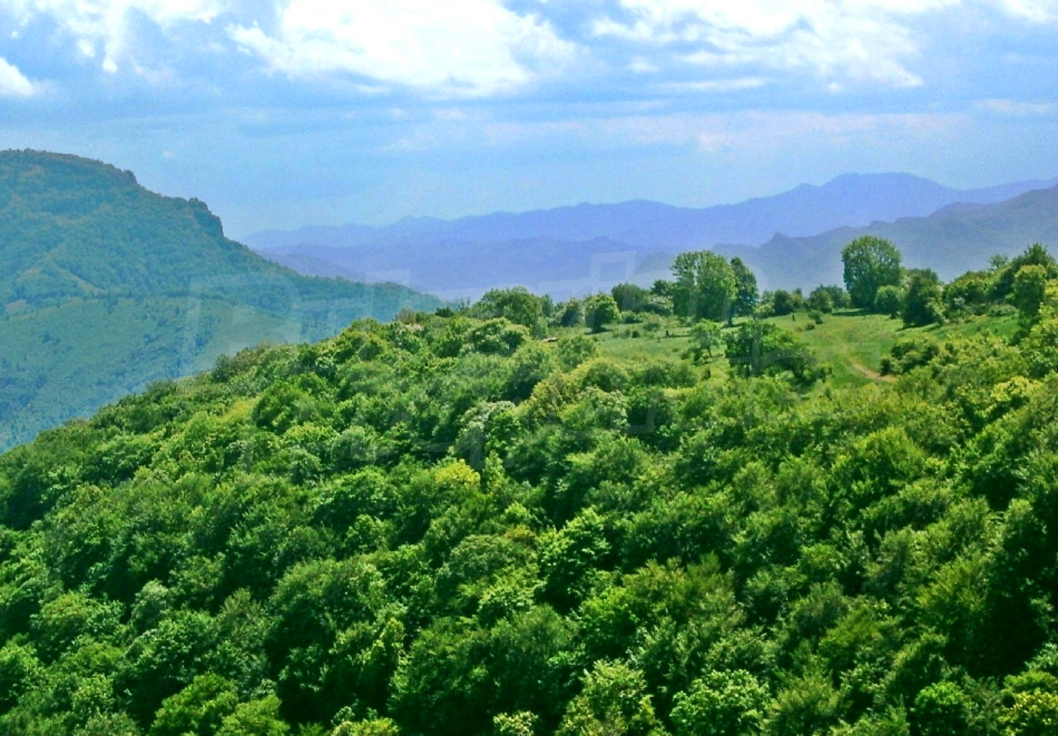 Forest for sale near Teteven, Bulgaria. Deciduous forest near the
