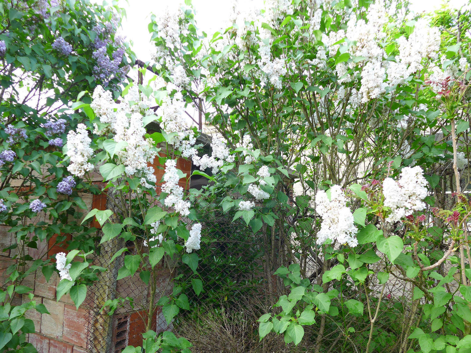 Gallery Picture 16