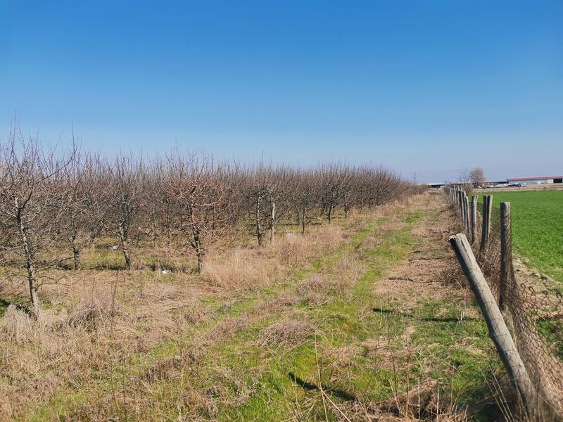 Agricultural land with water drilling and drip irrigation Agricultural land with water drilling and drip irrigation